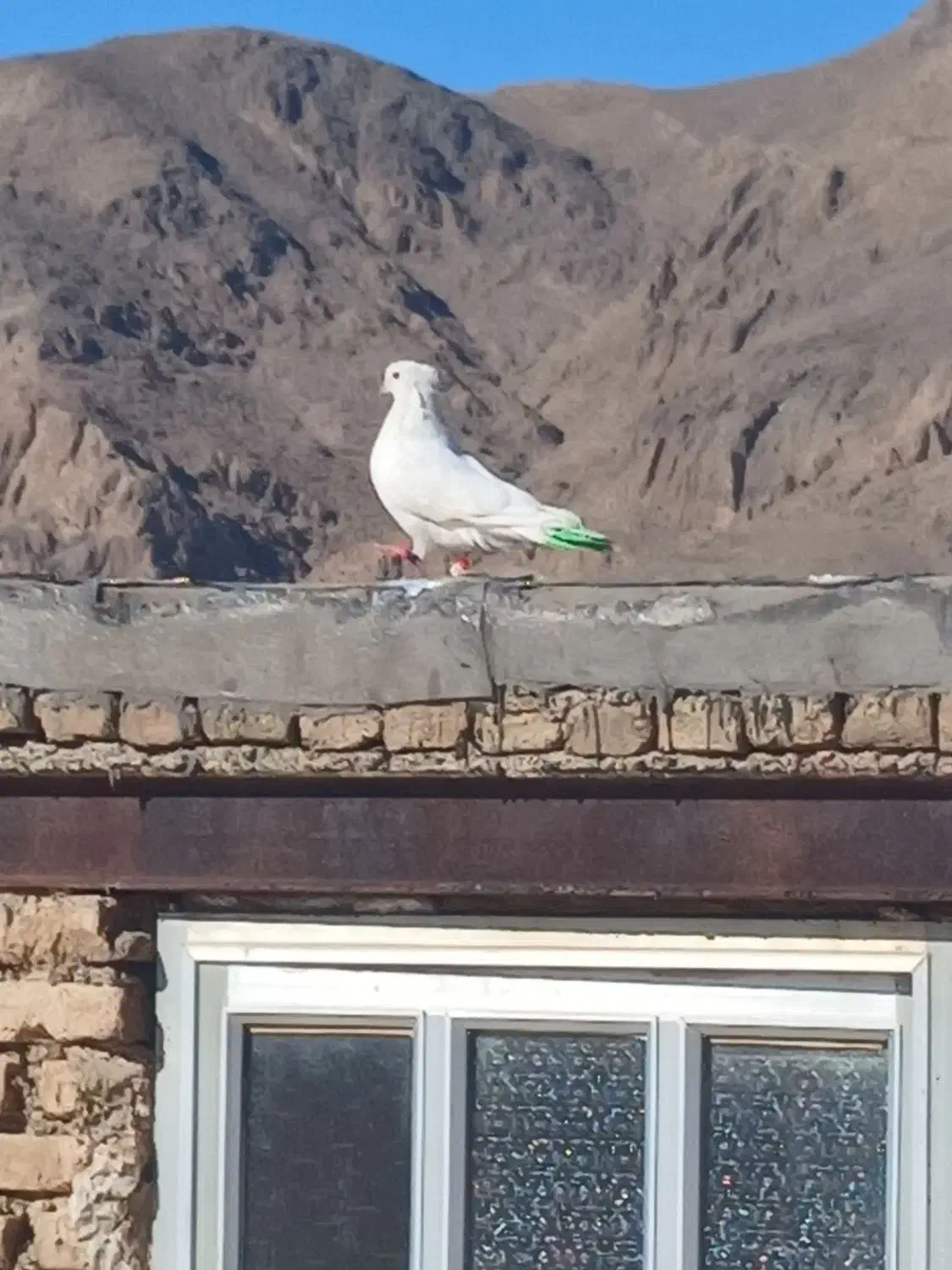 کبوتر سفید شیر|پرنده|فرخ‌شهر, |دیوار