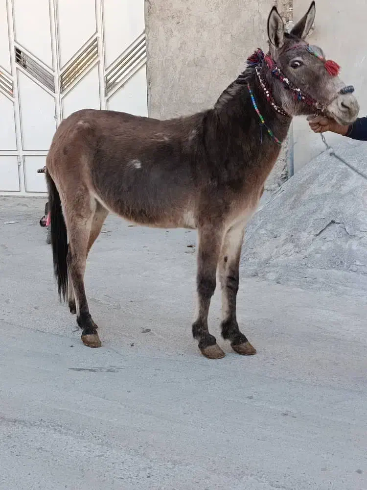 قاطر باری|حیوانات مزرعه|لاران, |دیوار