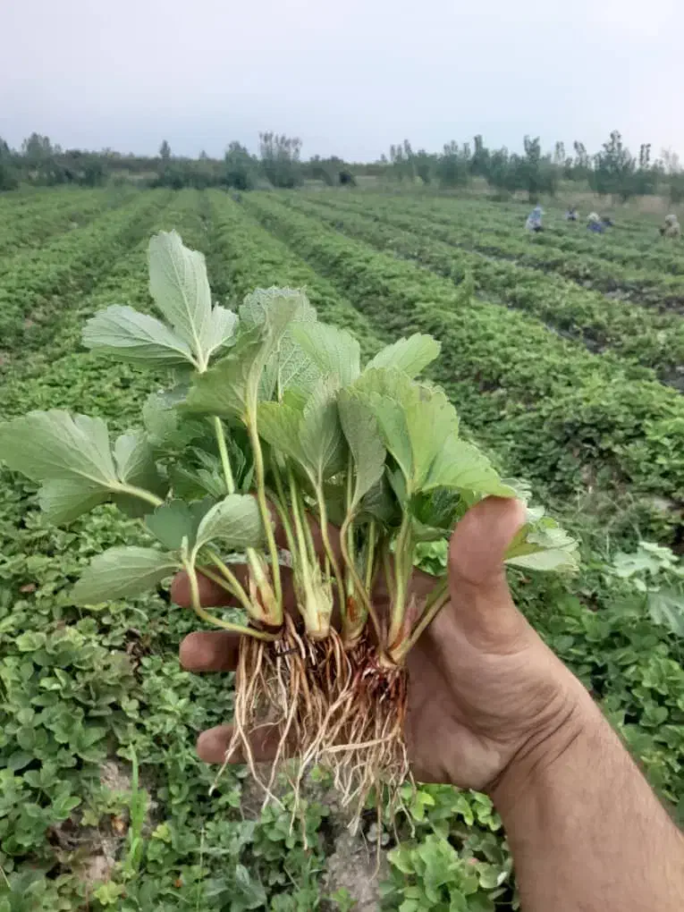 پلاستیک گلخانه ای داشتی زنگ بزن|خدمات باغبانی و درختکاری|منوجان, |دیوار