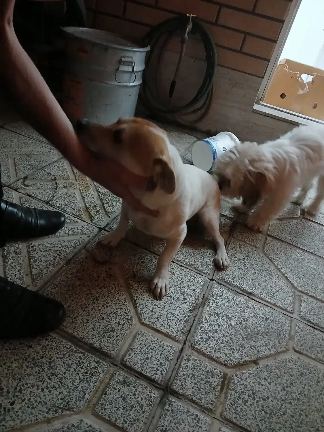 واگذاری پاپی|سگ|اصفهان, باتون|دیوار