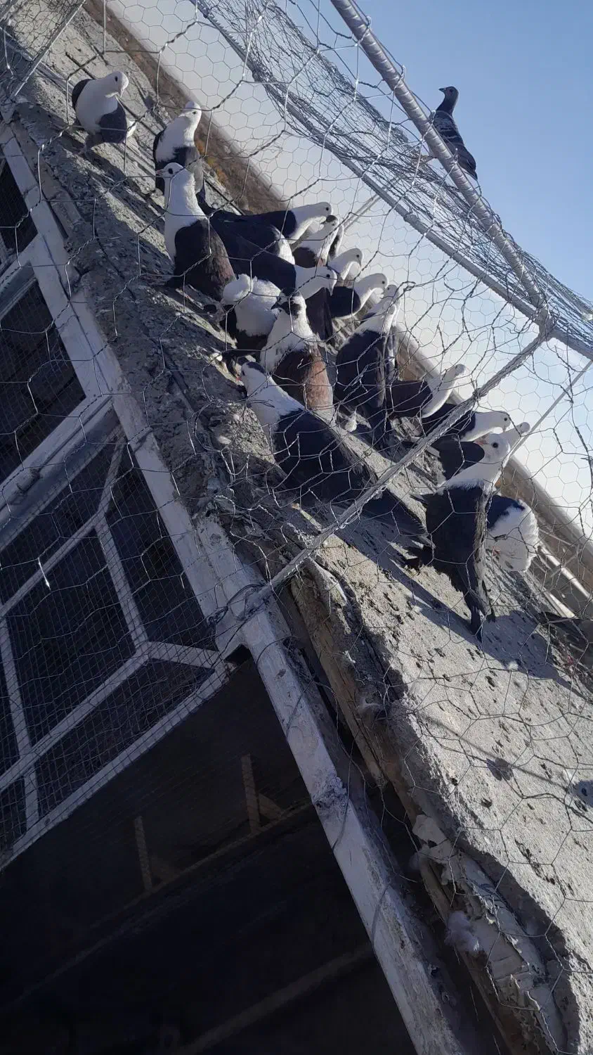 کلاغ کربلایی کله سفید|پرنده|مه ولات, |دیوار