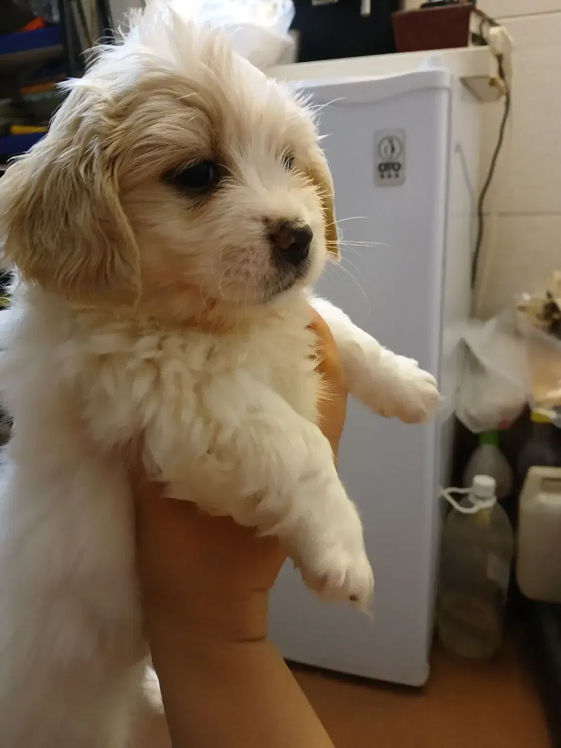 سگ ماده|سگ|شیراز, شیخ روزبهان|دیوار