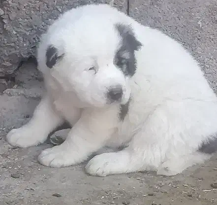 ترکمن. روس .گارد. گله. نگهبان|سگ|مشهد, ترمینال|دیوار