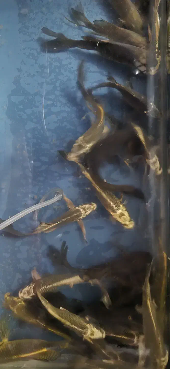 ماهی کوی سوپرباله|ماهی|قم, دروازه کاشان|دیوار