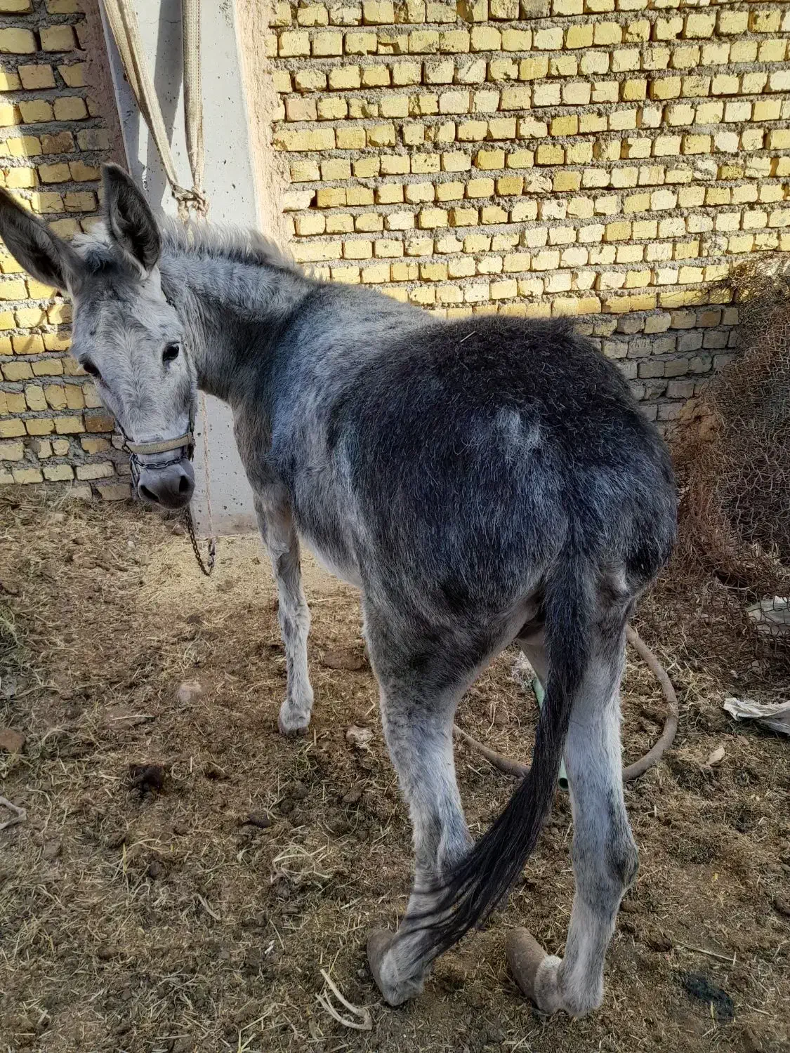 شیرالاغ|حیوانات مزرعه|اصفهان, مارچین|دیوار