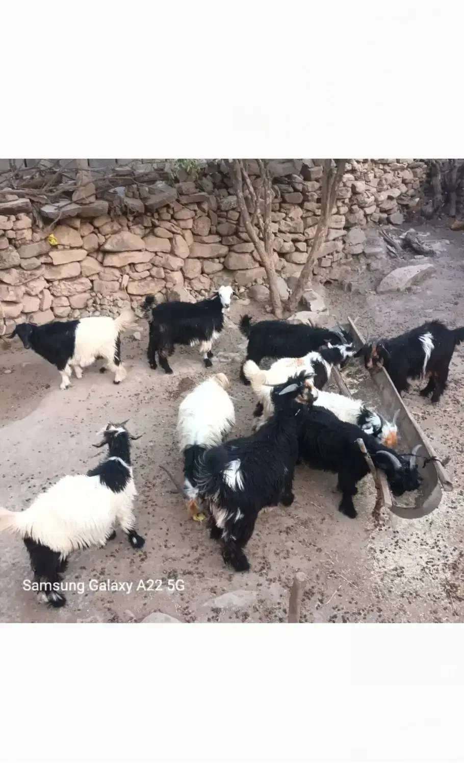 ۵عدد بیگ نر چاق فروشی|حیوانات مزرعه|ایذه, |دیوار