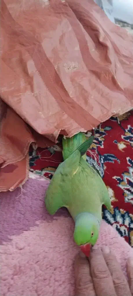 طوطی ملنگو|پرنده|مبارکه, |دیوار