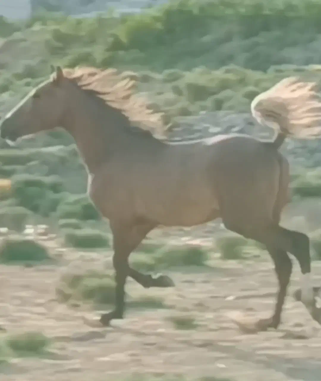 نریون کرد|اسب و تجهیزات اسبسواری|کرمانشاه, |دیوار