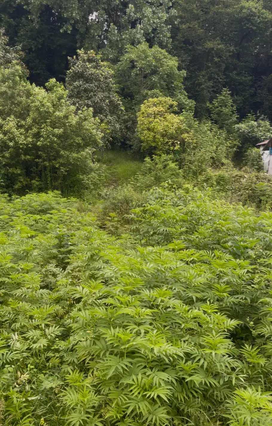 فروش زمین پلاک یک جنگل متل قو|فروش زمین و ملک کلنگی|سلمان‌شهر, |دیوار