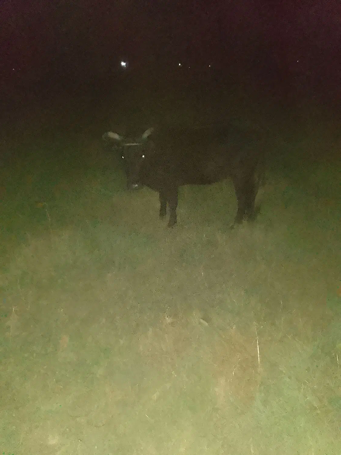 حیوانات مزرعهگاو|حیوانات مزرعه|گوراب زرمیخ, |دیوار