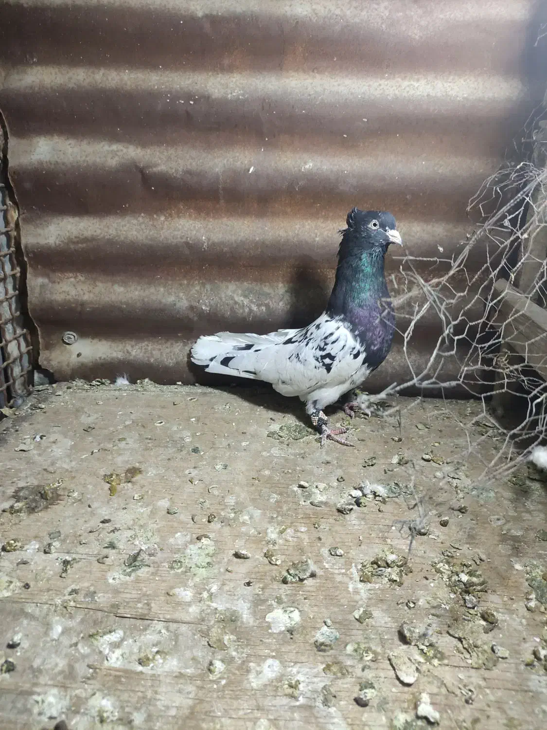 معاوضه درکوار|پرنده|میمند, |دیوار