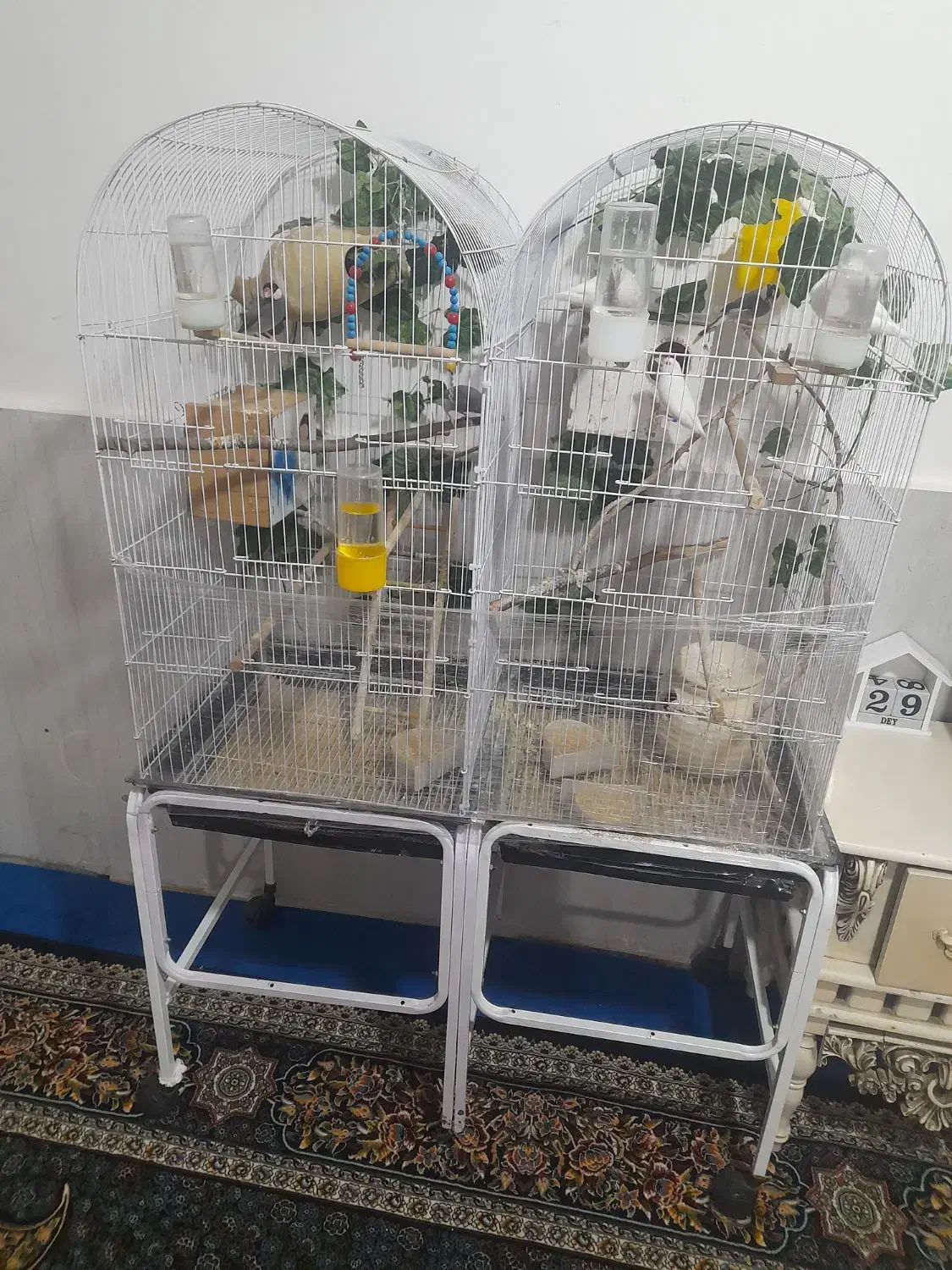 ۳جفت فنچ نرگسی|پرنده|تربت‌حیدریه, رضاشهر|دیوار