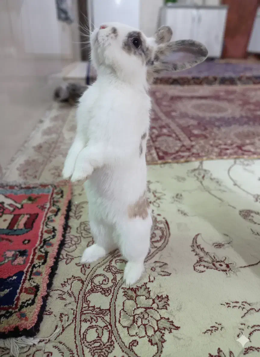 خرگوش خانگی  نر و ماده نژاد لوپ و معمولی|موش و خرگوش|هریس, |دیوار