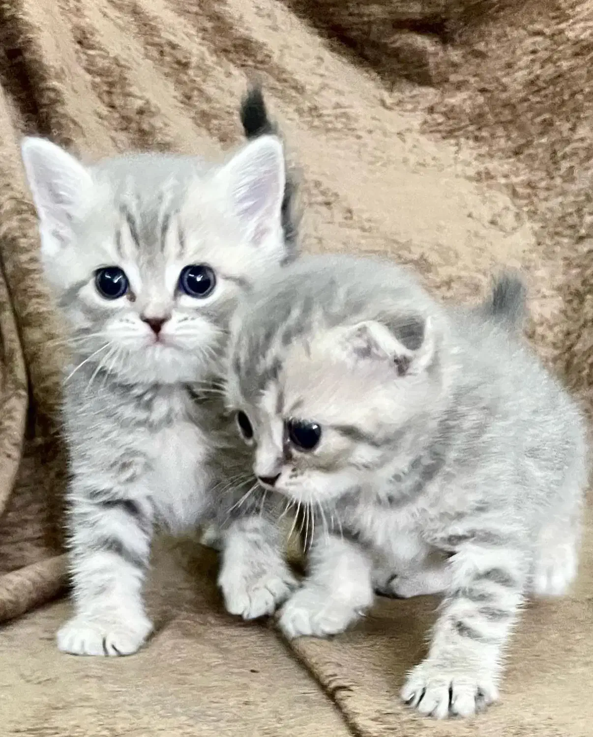 گربه بریتیش اسکاتیش|گربه|مشهد, فردوسی|دیوار