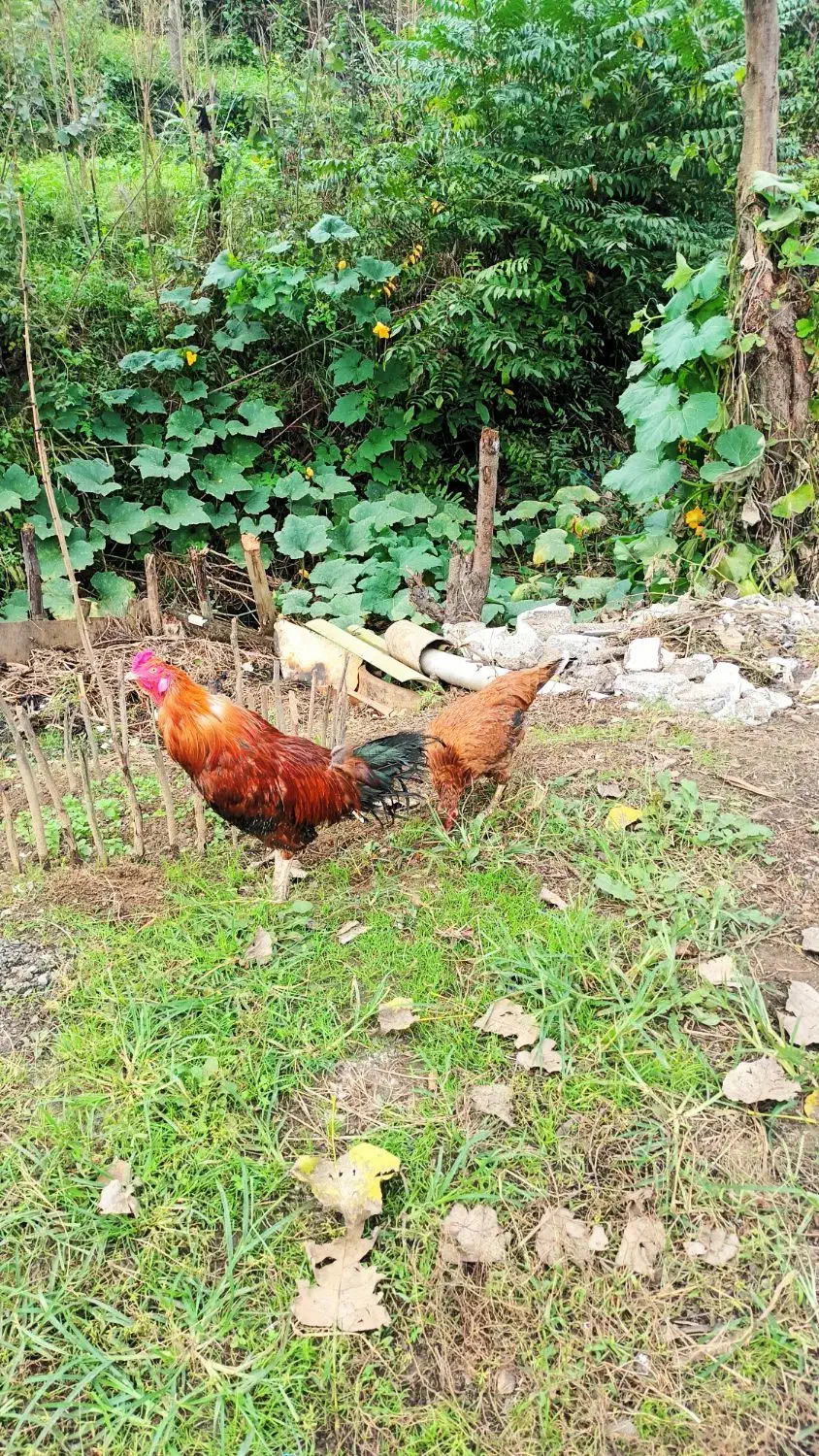 مرغ و خروس لاری|حیوانات مزرعه|رشت, لاکان شهر|دیوار