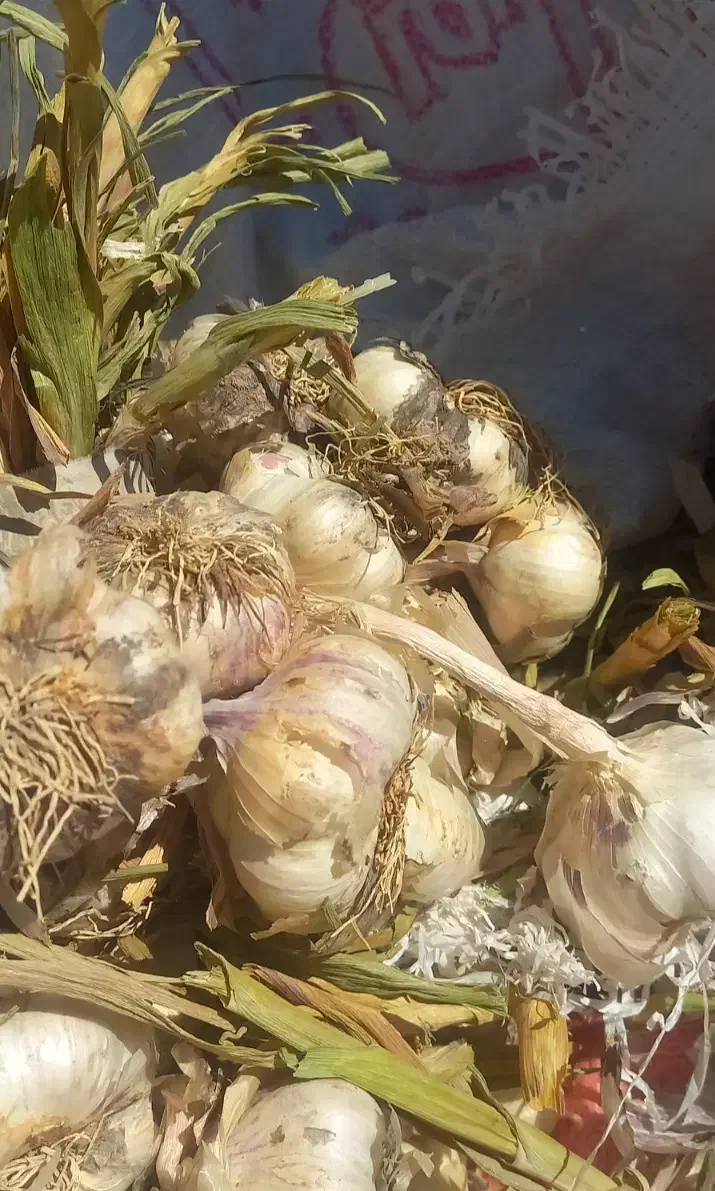 سیر محلی باماندگاری بالا|خوردنی و آشامیدنی|بافت, |دیوار