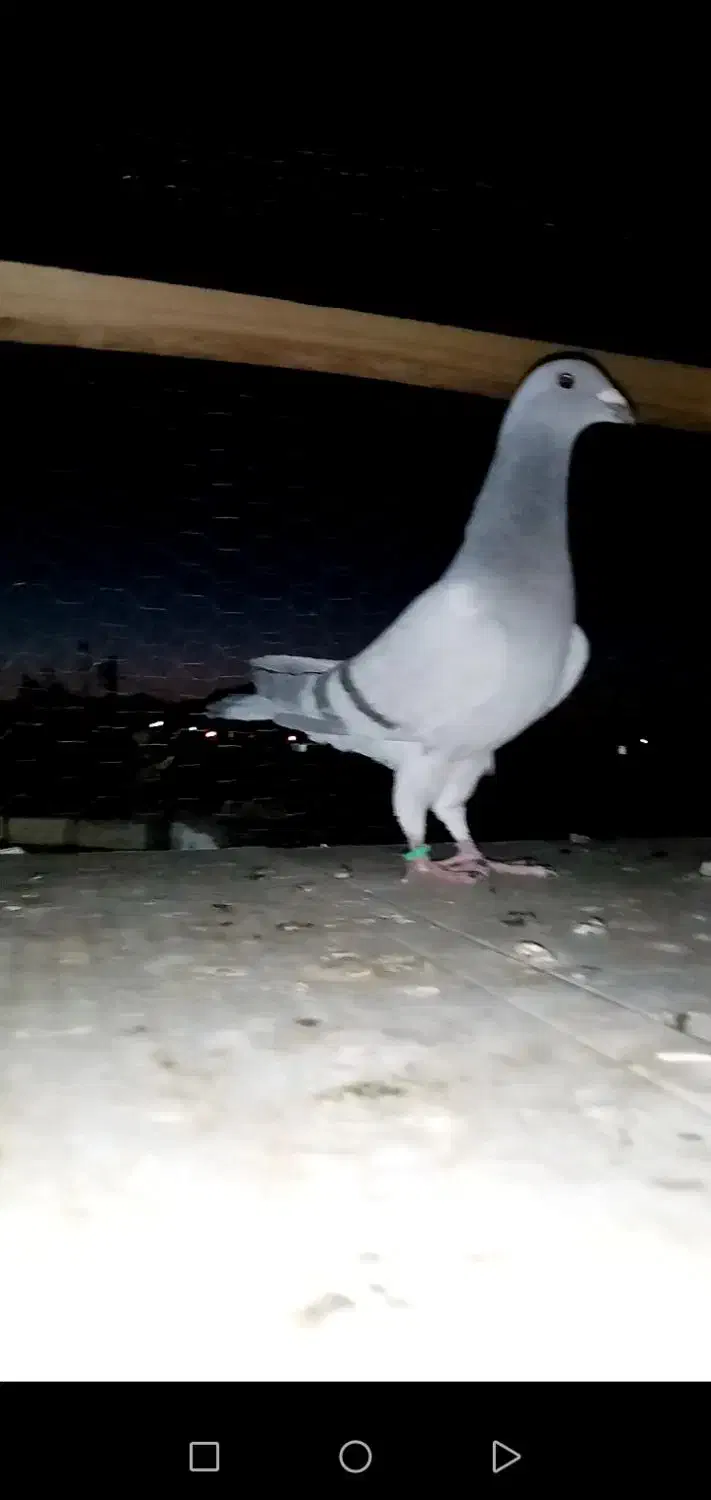 کبوتر پاکستانی|پرنده|تربت‌حیدریه, حاجی یار‎|دیوار