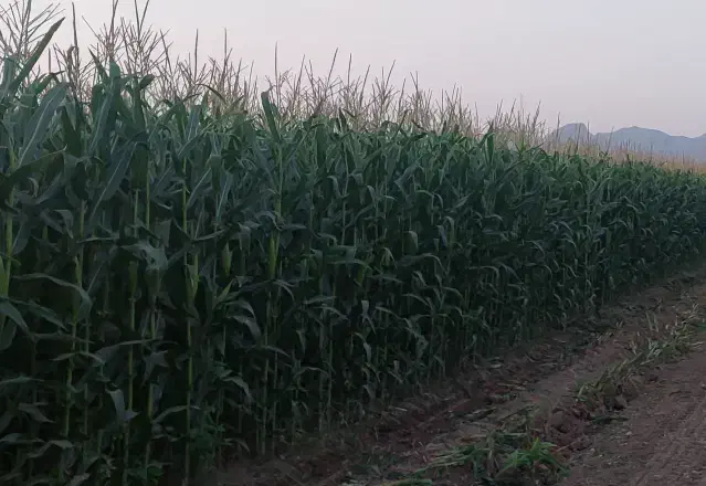 فروش ذرت علوفه چاپر|عمدهفروشی|رونیز, |دیوار