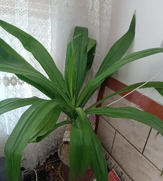 گل درجه یک|گل و گیاه طبیعی|فیروزآباد (فارس), |دیوار