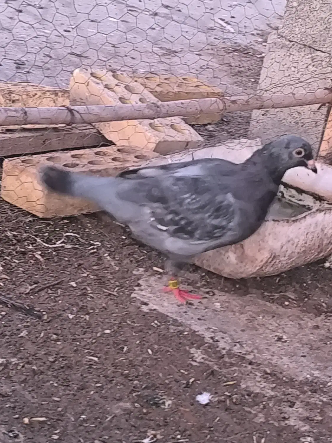 عبدالخان|پرنده|کرخه, |دیوار