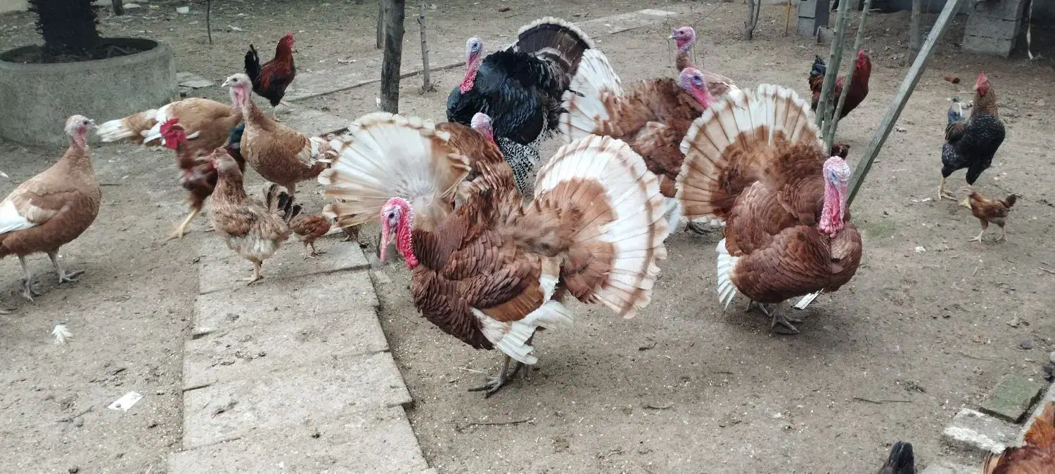 فروش بوقلمون برنز نر|حیوانات مزرعه|بابلسر, |دیوار