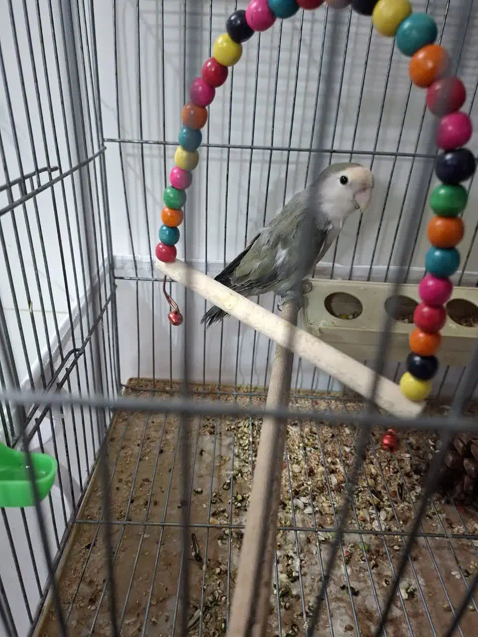 کوتوله برزیلی|پرنده|اصفهان, ارداجی|دیوار