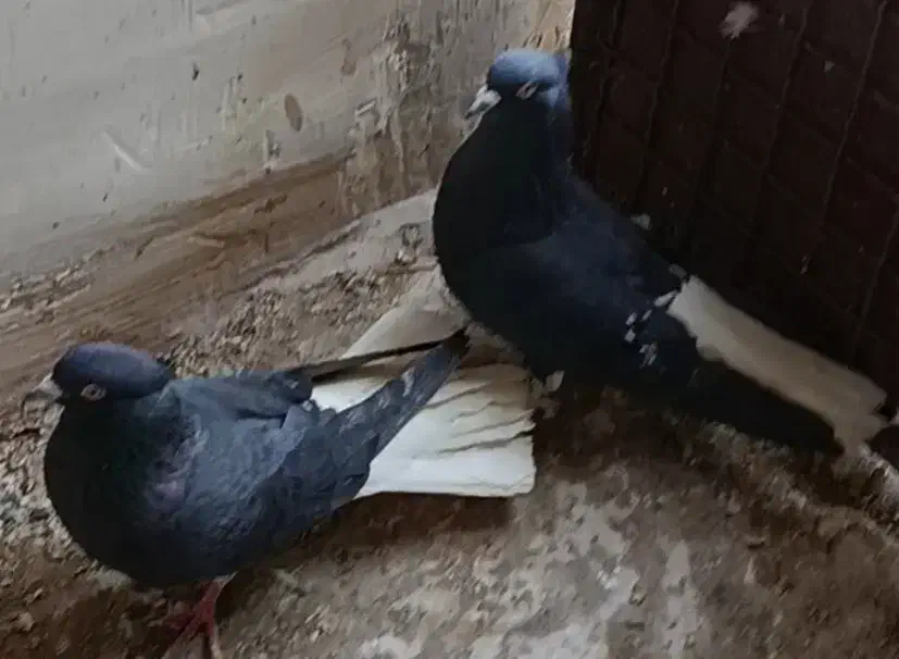 کبوتر|پرنده|بوئین زهرا, |دیوار