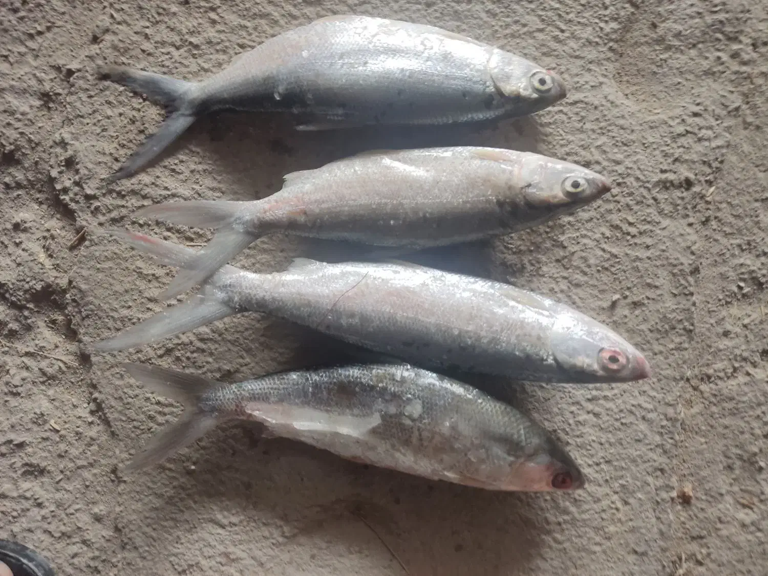 ماهی|ماهی|بوشهر, |دیوار