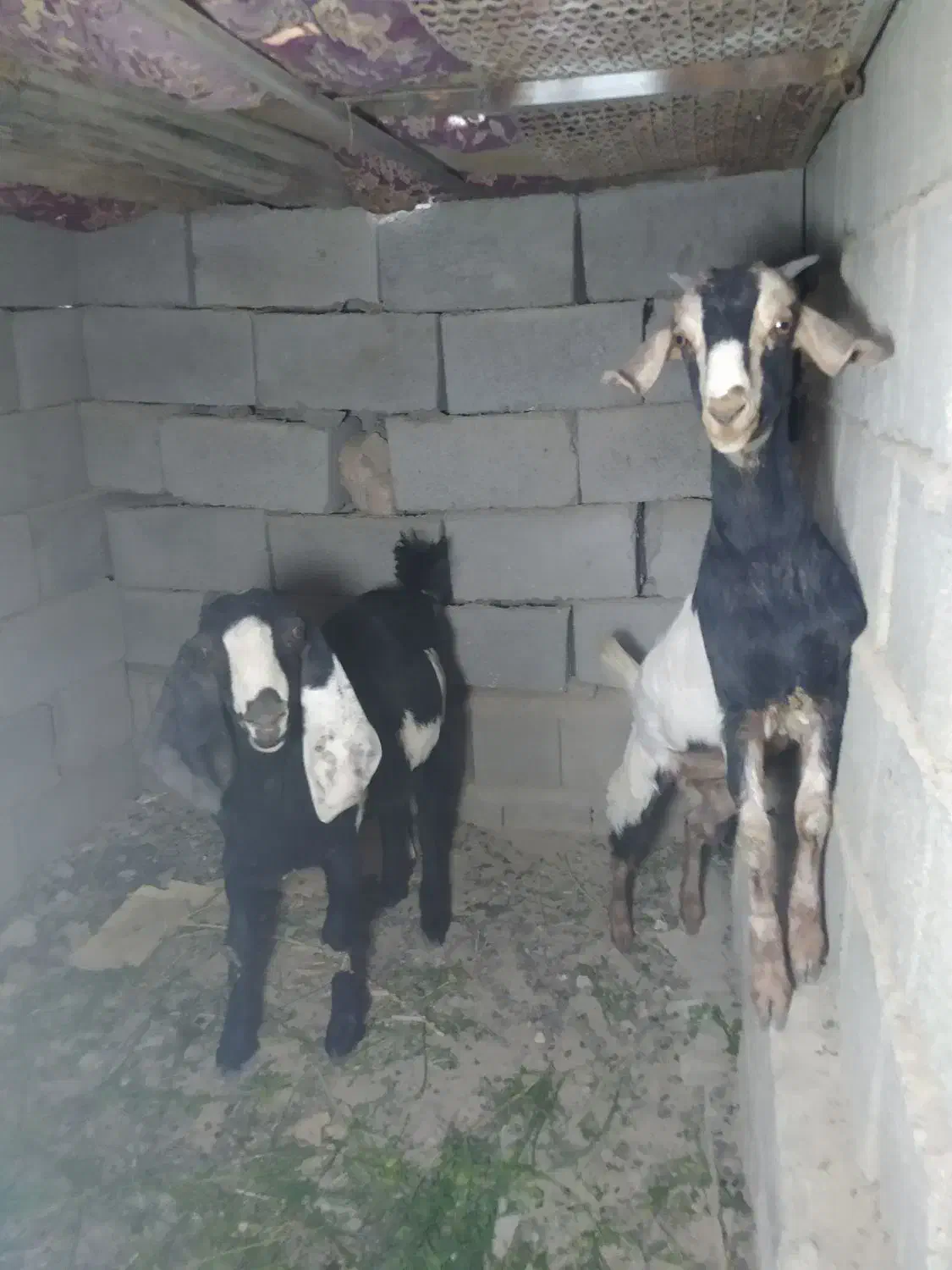 پاچن نسل دار وماده نسلی چهارقلو|حیوانات مزرعه|سراوان, |دیوار