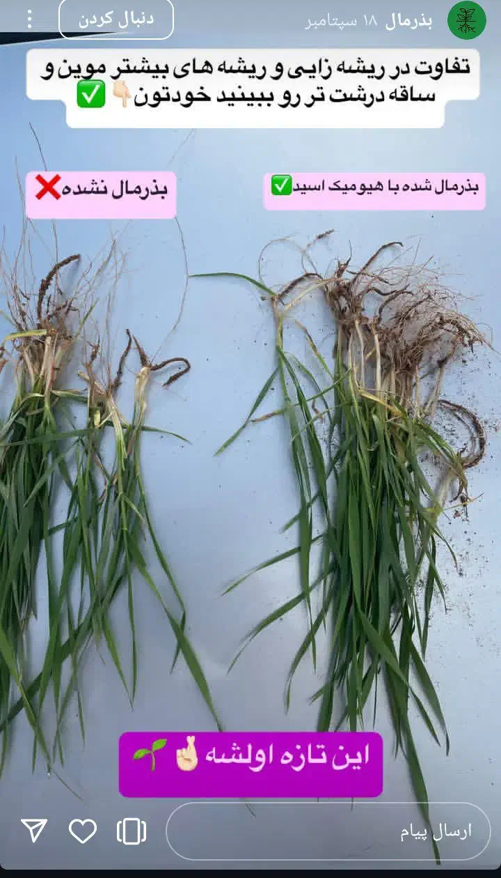 کود های افزایش تناژ سبوسیب رو تاوقتشه چالکود کن|گل و گیاه طبیعی|کلات (خراسان), |دیوار