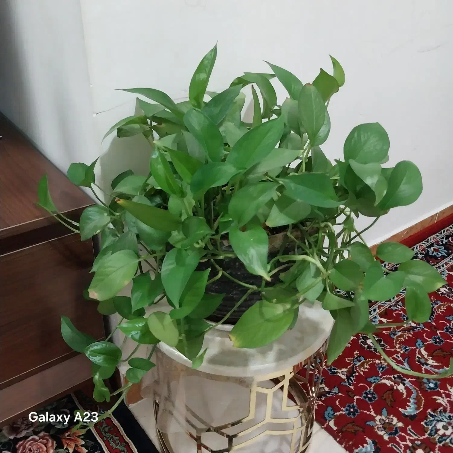 انواع گل آپارتمانی|گل و گیاه طبیعی|نهاوند, |دیوار