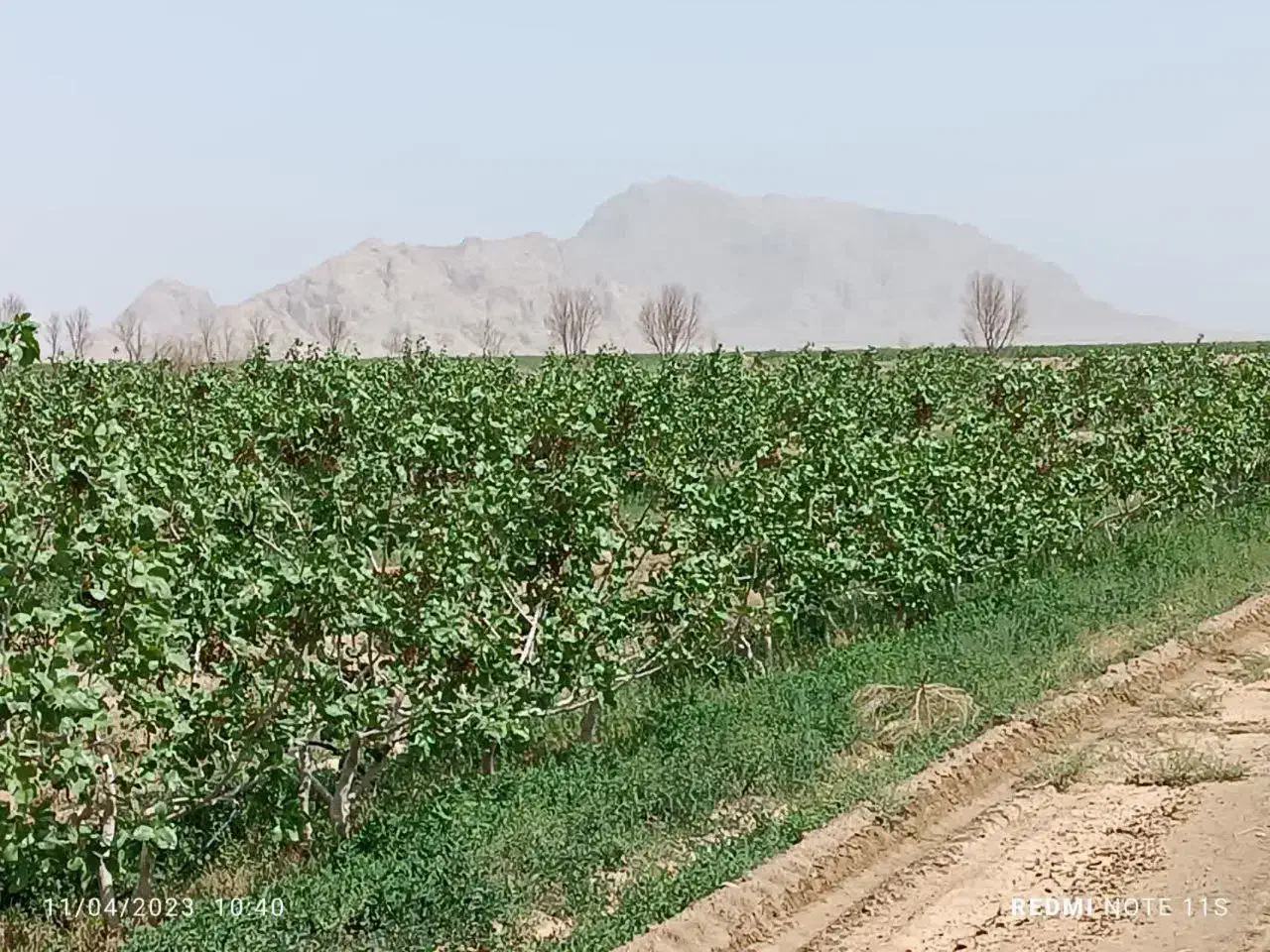 140هکتار باغ پسته با 2حلقه چاه آب مدرن و به روز|فروش دفتر صنعتی، کشاورزی، تجاری|رفسنجان, |دیوار