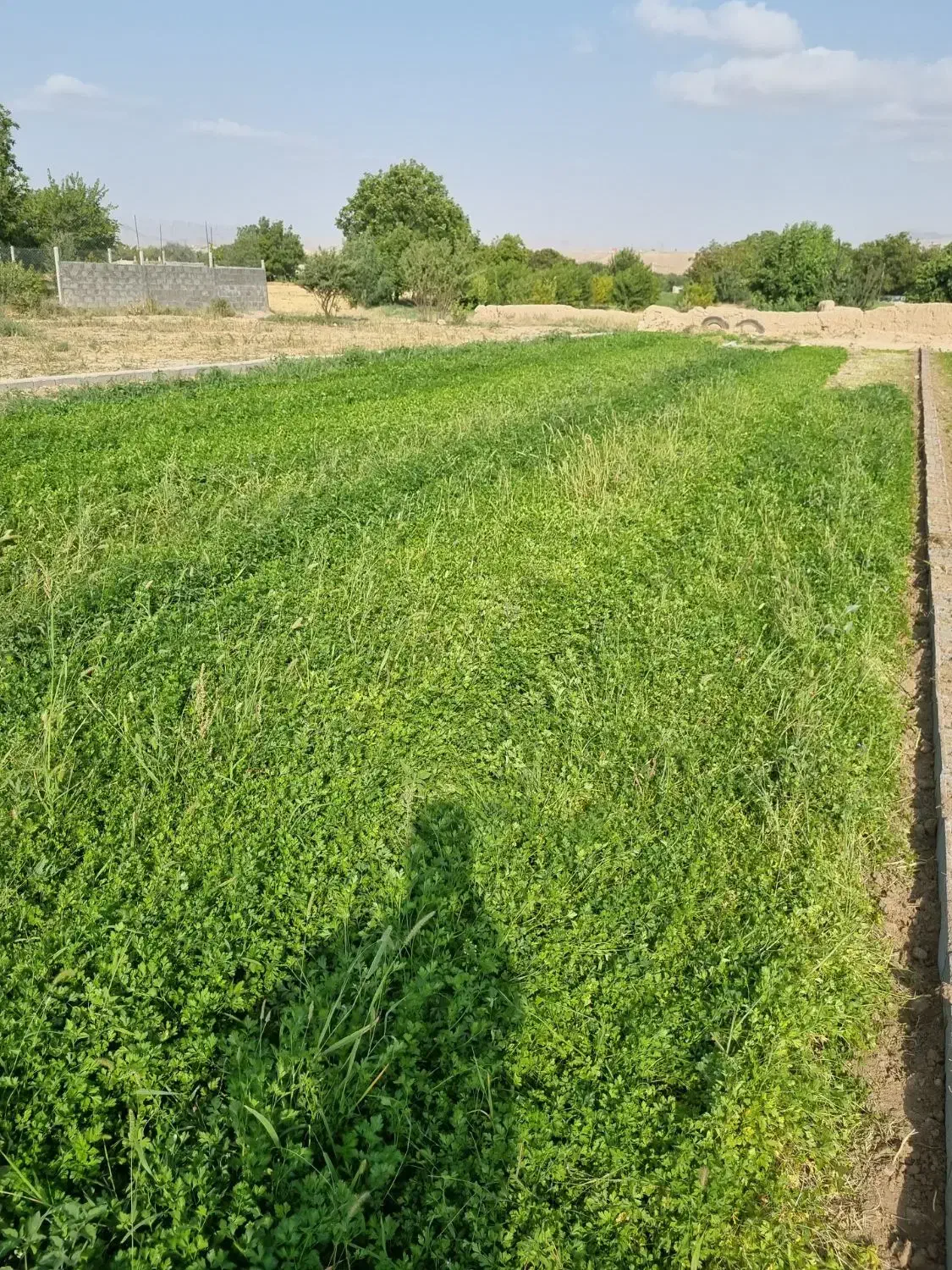 زمین کشاورزی روستای خداقلی مناسب باغ و کارگاه و...|فروش زمین و ملک کلنگی|بجنورد, |دیوار