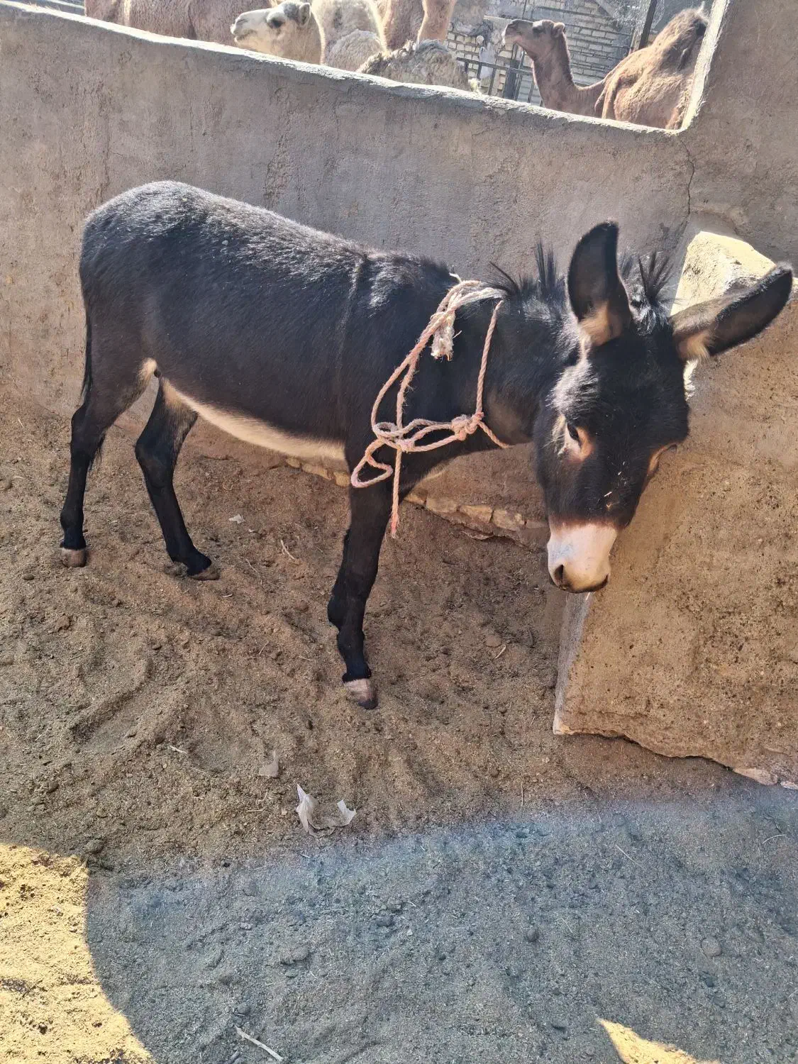 الاغ نر|حیوانات مزرعه|کویرات, |دیوار