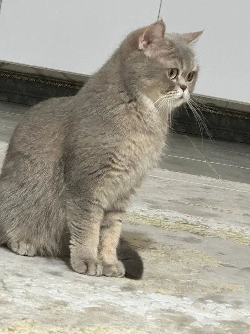 گربه ماده بریتیش اصل|گربه|بندر ماهشهر, |دیوار