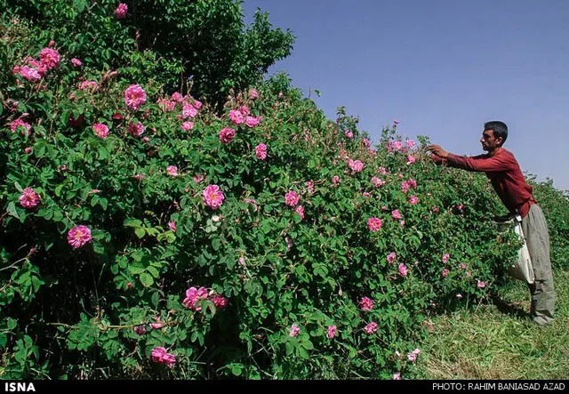 گلاب|خوردنی و آشامیدنی|ارومیه, |دیوار