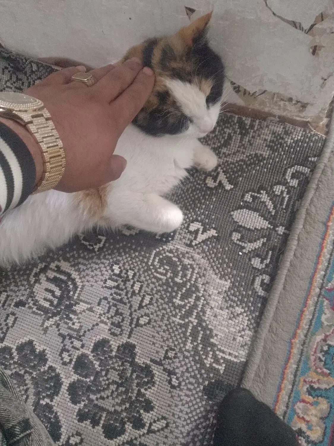 گربه|گربه|نیشابور, مازول|دیوار