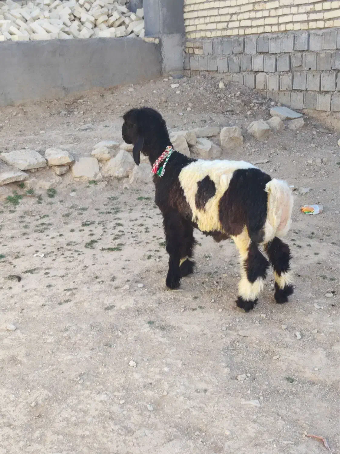 دوعدد بره نر اصلی میش نرمیش|حیوانات مزرعه|شهرکرد, |دیوار