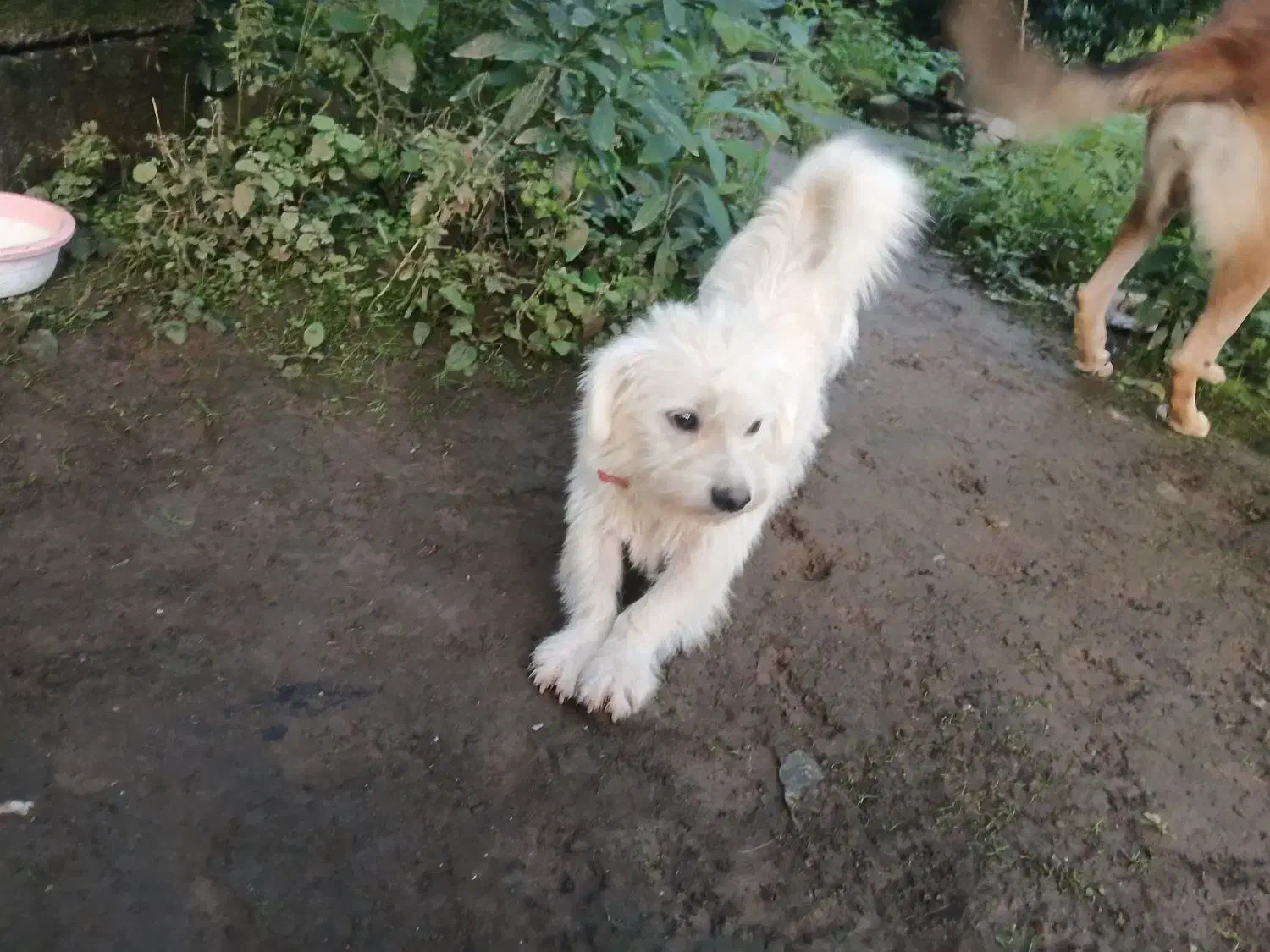 میکس مالتیز/اسپیتز .سگ پشمالو،بسیار مهربان و خانگی|سگ|چابکسر, |دیوار