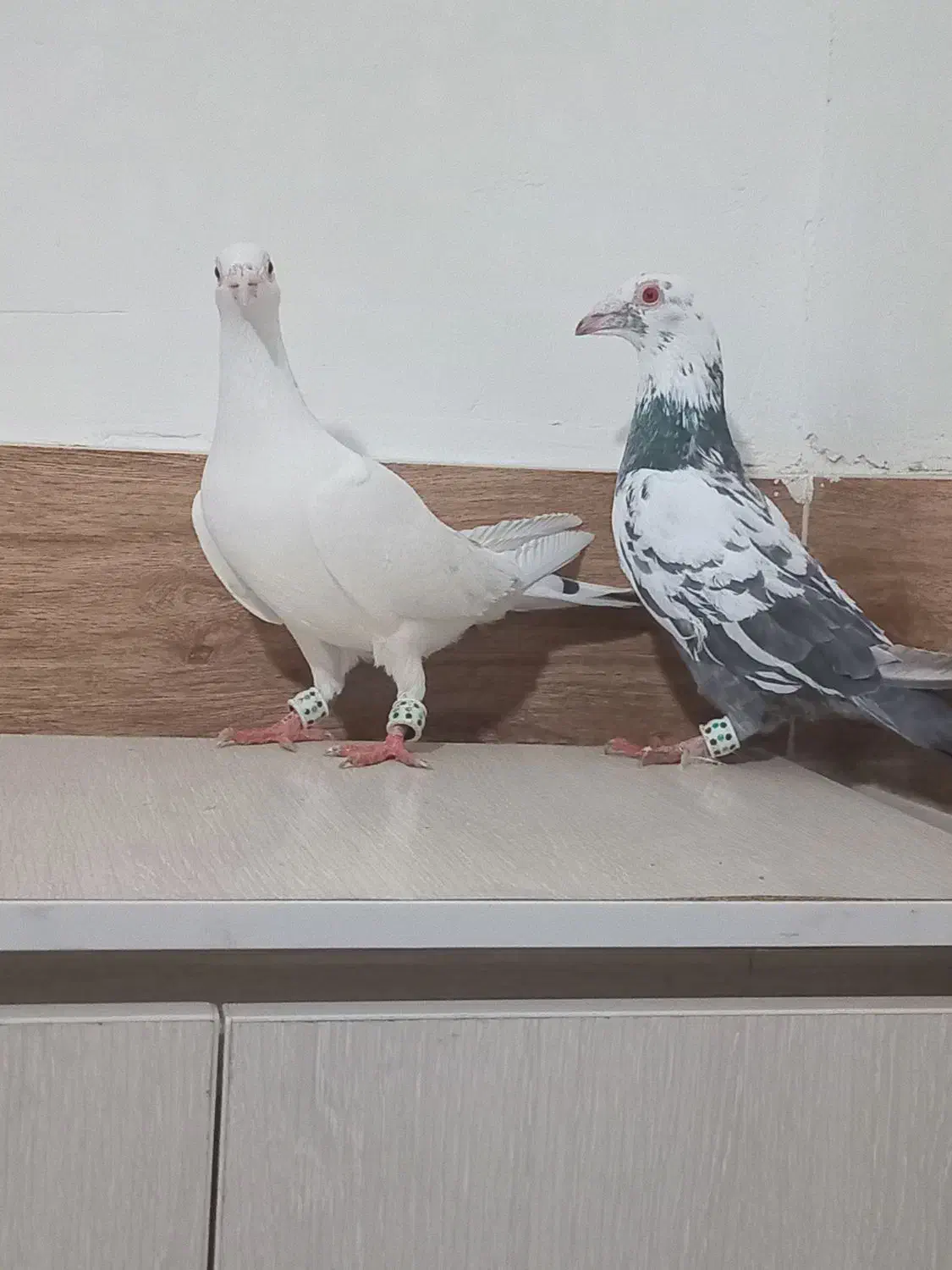 برای فروش|پرنده|تاتار علیا, |دیوار