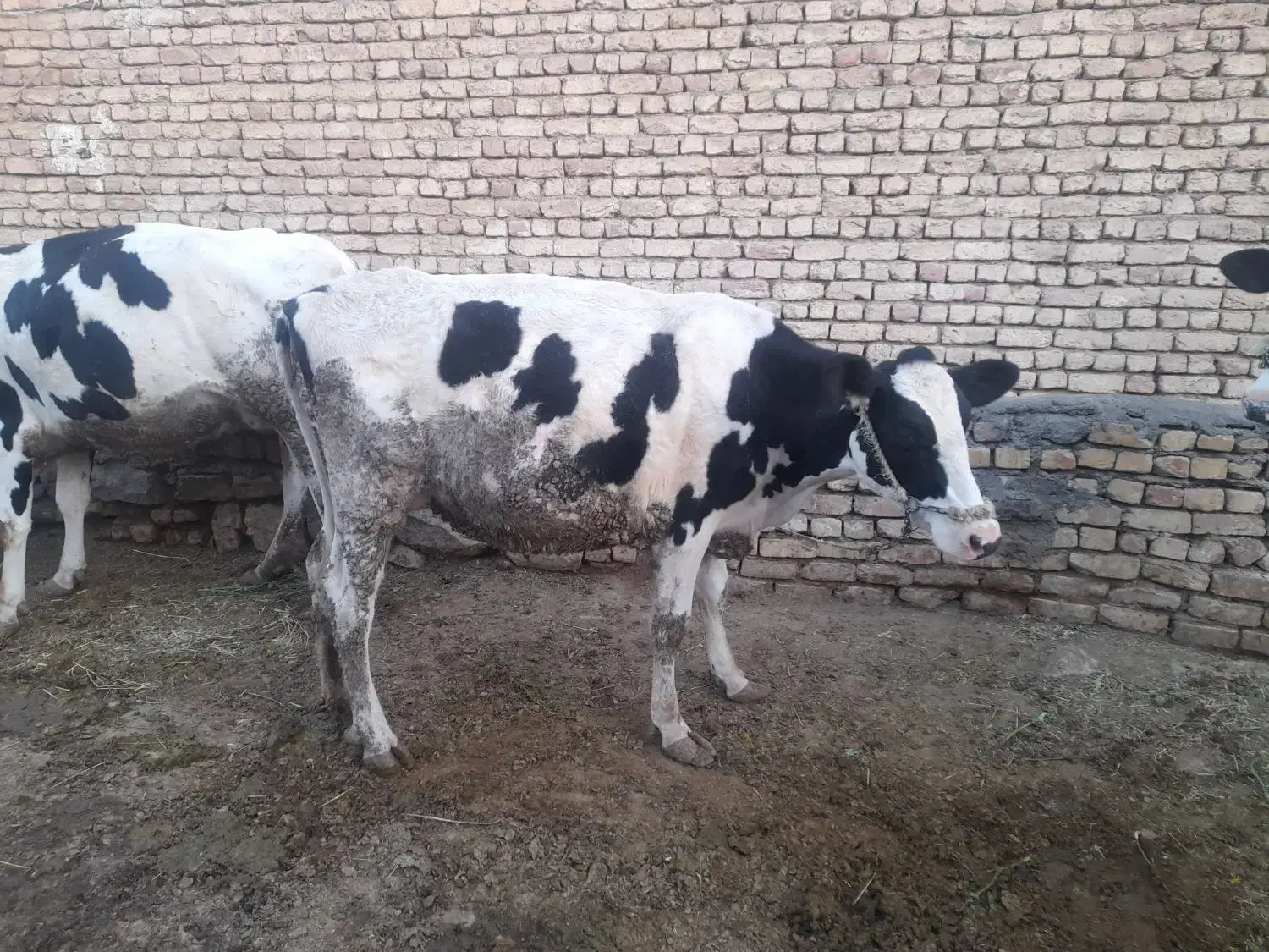 گاو و گوساله|حیوانات مزرعه|زنده رود, |دیوار