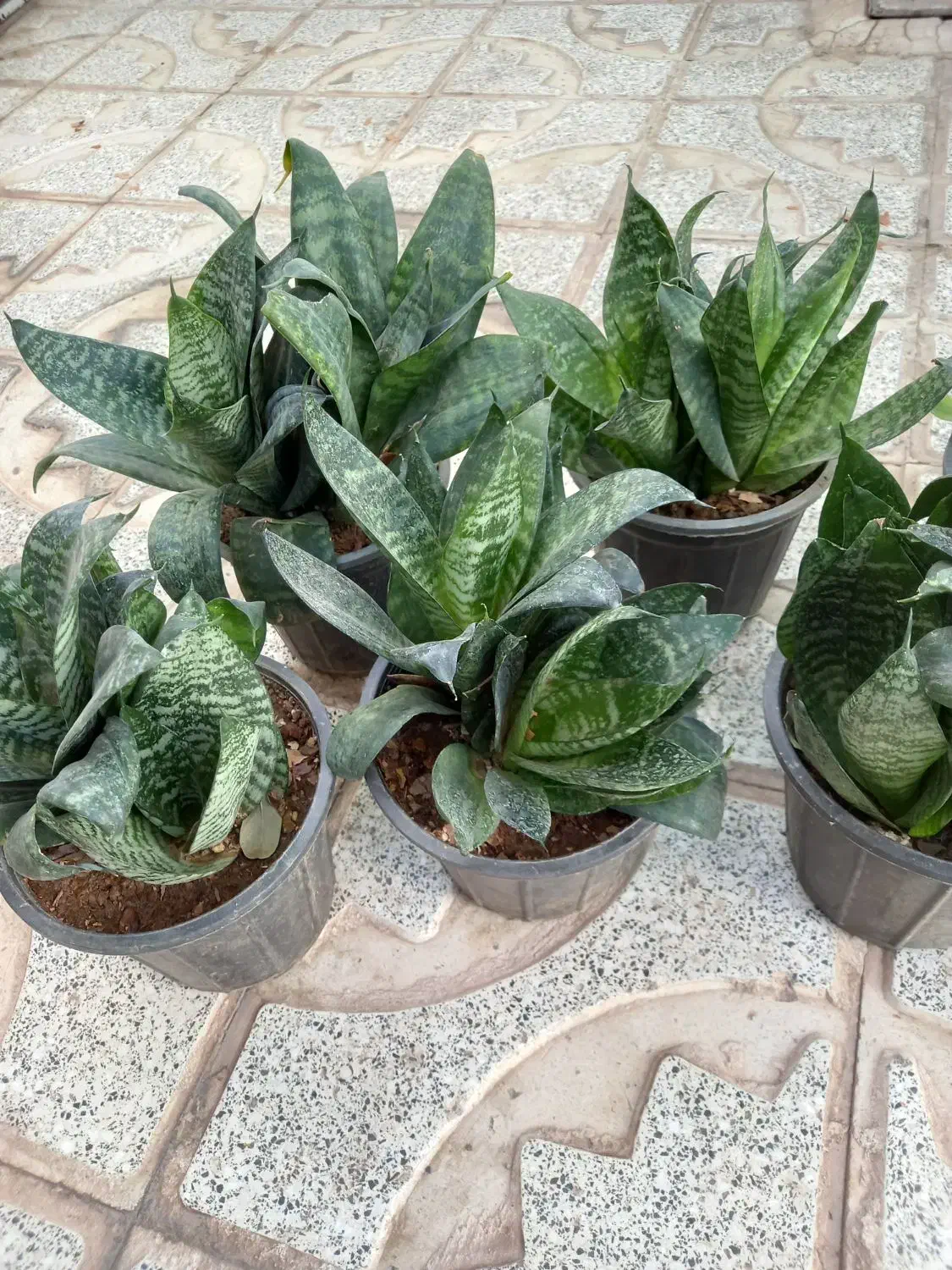 گل سانسوریا|گل و گیاه طبیعی|سبزوار, غرب نیروگاه|دیوار