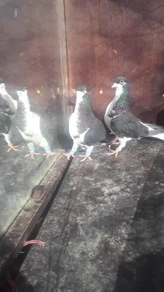 کبوتر خوشرنگ|پرنده|بشاریات, |دیوار