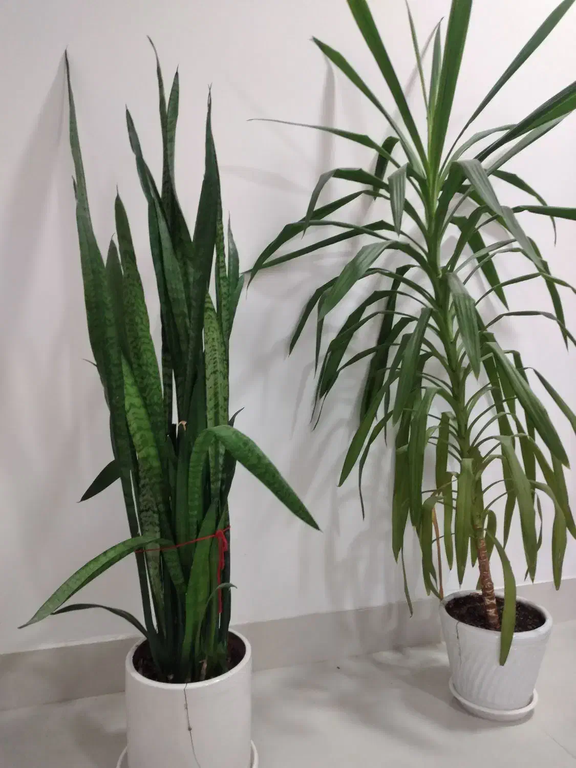 گل طبیعی سانسوریا ،یوگا،دیفن،|گل و گیاه طبیعی|دهلران, |دیوار