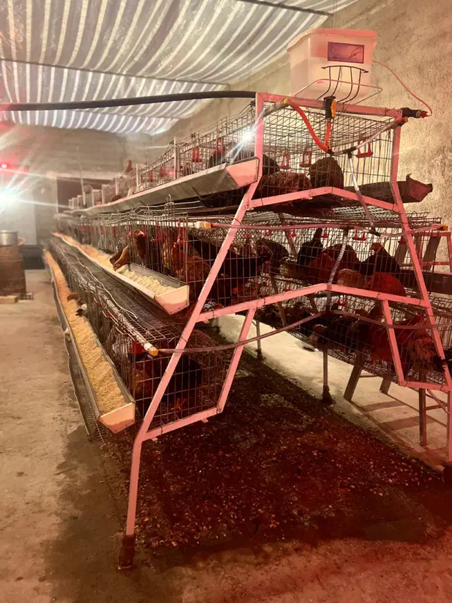 قفس منبری مرغ تخمگذار|لوازم جانبی حیوانات|ری, فیروزآباد|دیوار