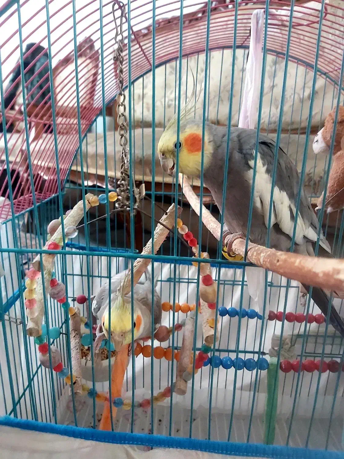 عروس هلندی|پرنده|کرج, حیدرآباد|دیوار