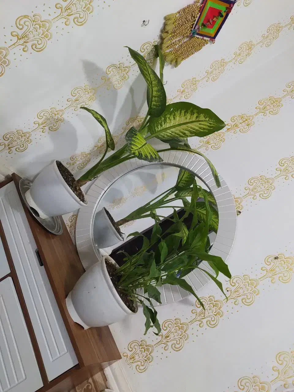 گلمون رسید|گل و گیاه طبیعی|بندر ماهشهر, |دیوار