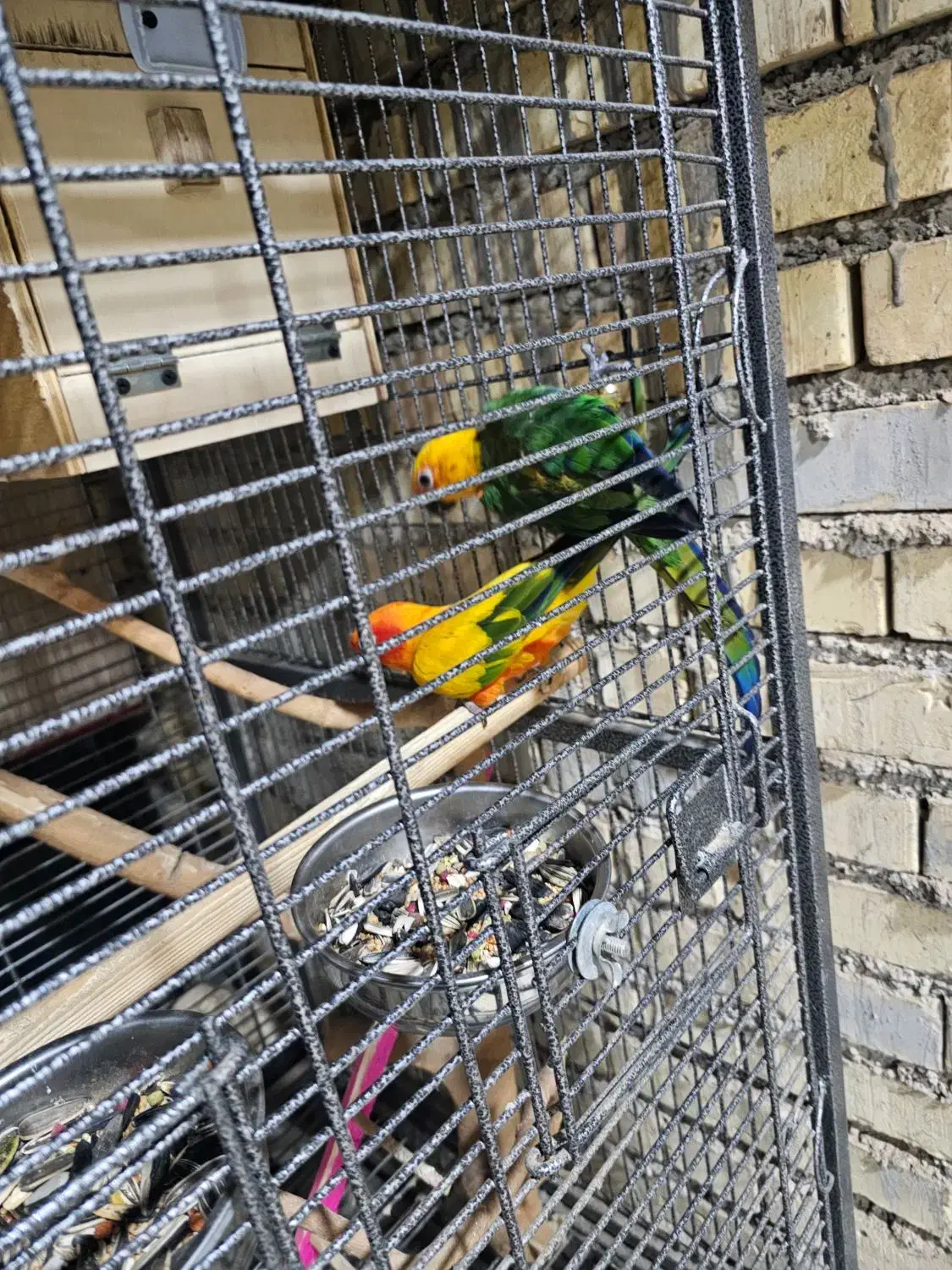 طوطی خورشیدی شرطی|پرنده|سوسنگرد, |دیوار