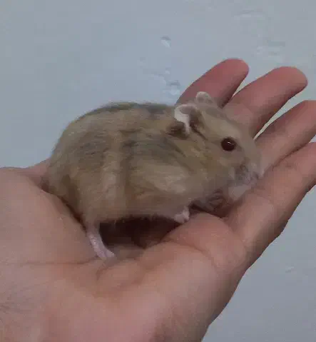 همستر|موش و خرگوش|ری, ملکآباد|دیوار