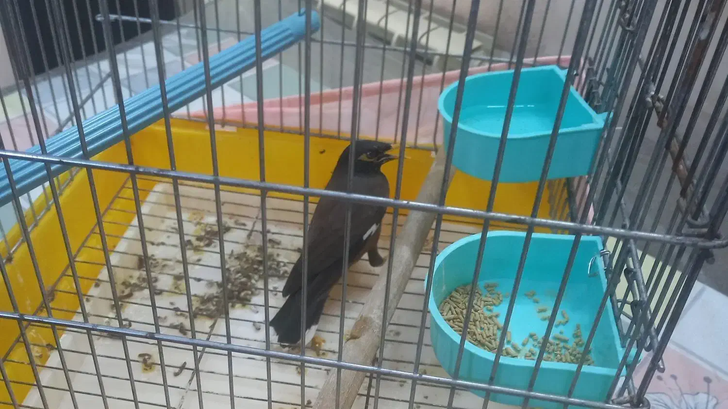 فروش مرغ مینا|پرنده|بومهن, |دیوار